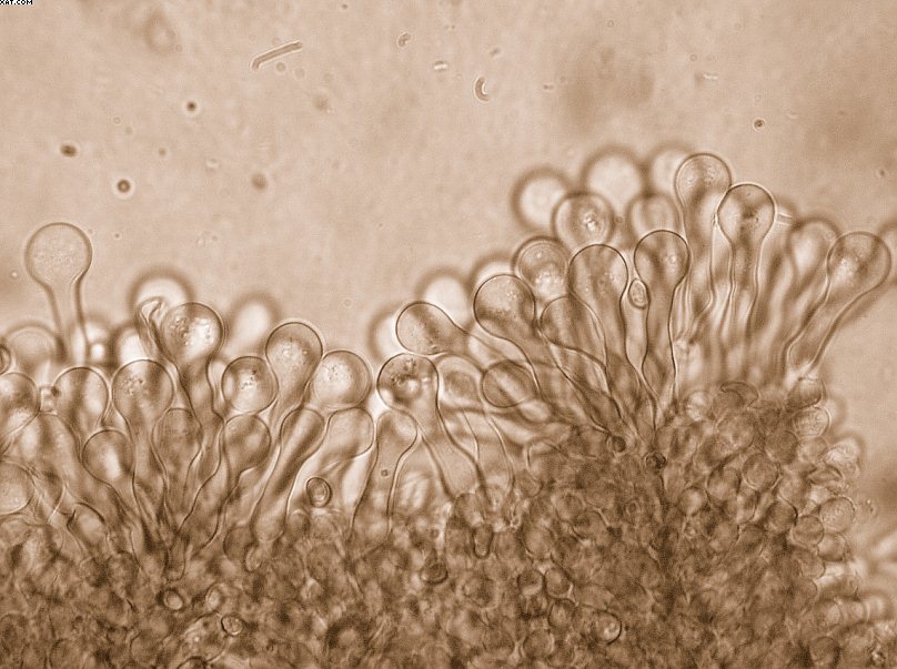 Simocybe haustellaris   ( Fr. )   Watling
